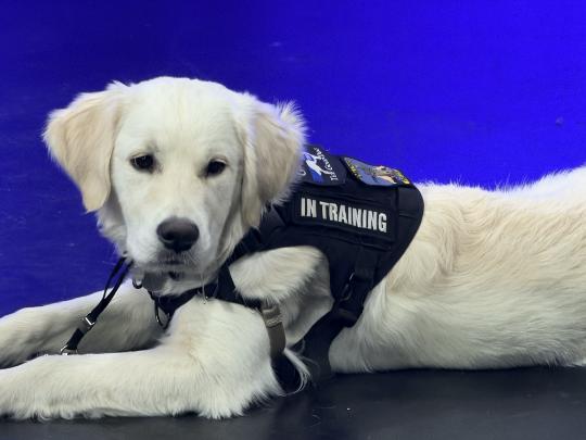 Thumbnail image for Behind the Blue Lens - Ollie the Community Resource Dog